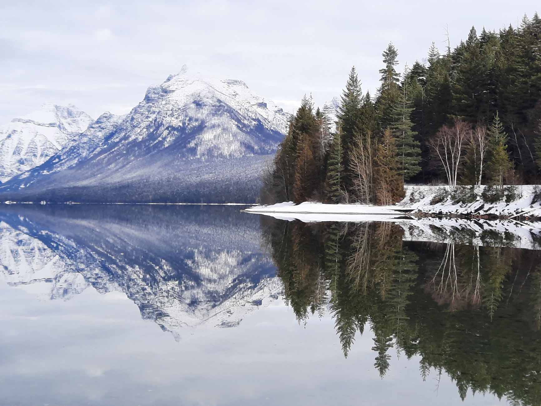 Vergers de cerisiers sur la rive ouest du lac Flathead en juillet, les fruits sombres pendant lourds aux arbres avec le lac visible entre les rangées