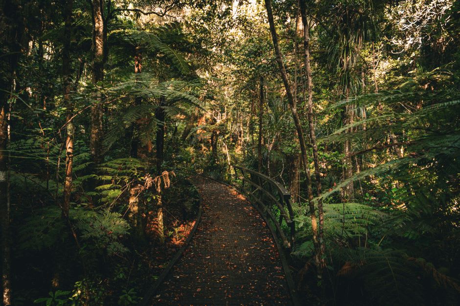 Sunlight filtering through rainforest canopy over the Bramble River trail to Great Alps Waterfall