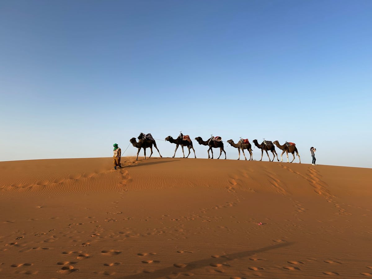 Golden sand dunes of the Sahara stretching to the horizon at sunset