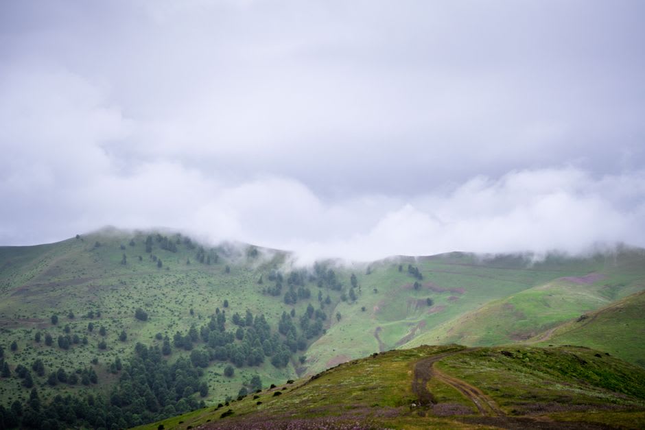 Misty montane grassland trail winding through the Chimanimani highlands