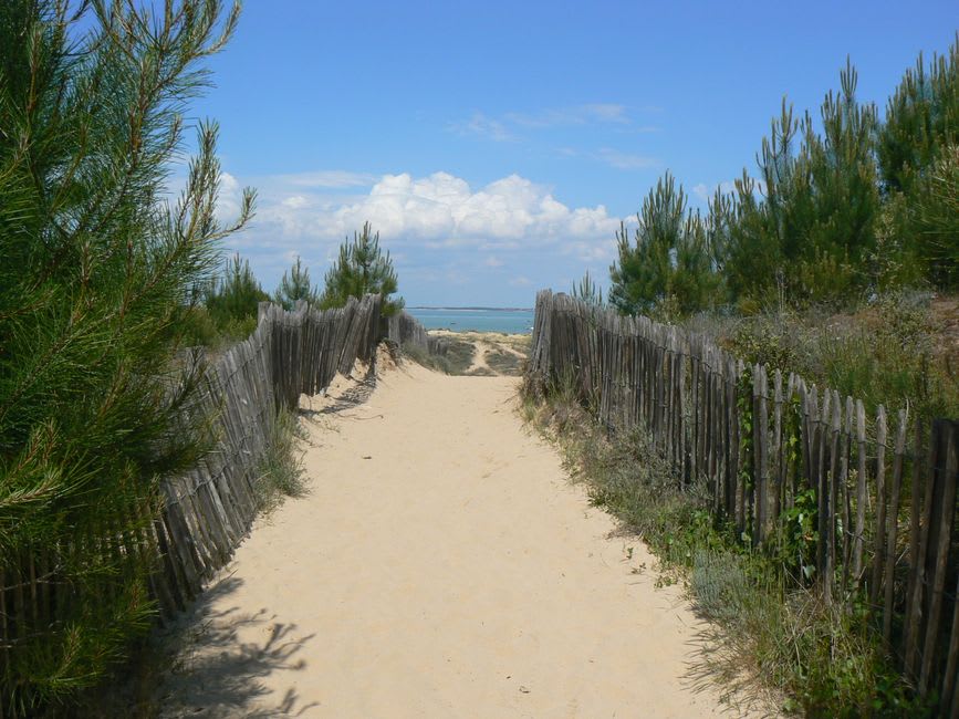 Dune path leading down through casuarina trees to the beach at Xai-Xai