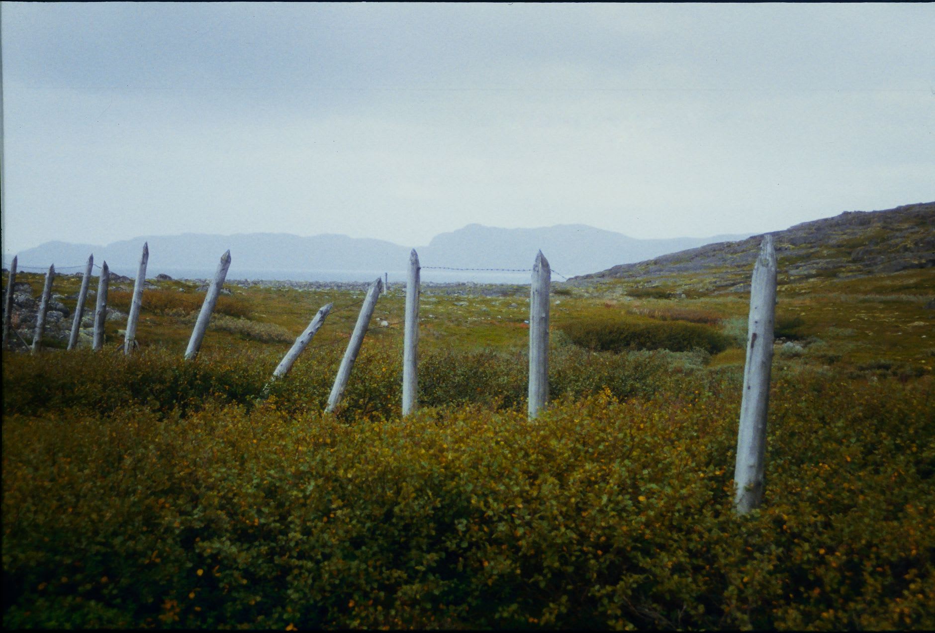 A wild reindeer on the edge of the taiga inside Laplandsky reserve, half-hidden in birch trees, watching from a distance
