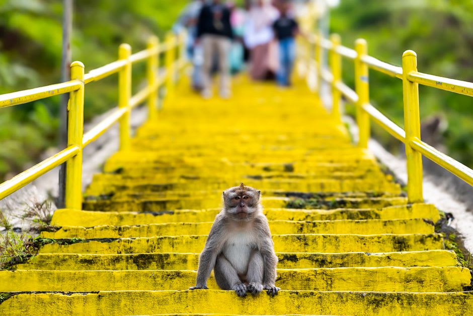 Pilgrims and monkeys along the covered stairway climbing Taung Kalat at Mount Popa