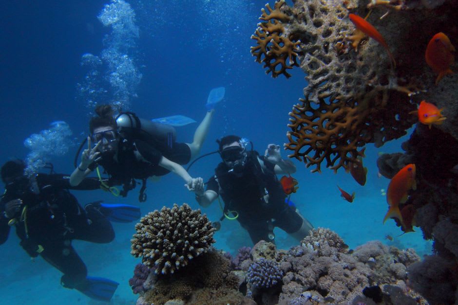 A diver descending along a coral reef wall in the Gulf of Aqaba, soft corals and reef fish visible in the clear blue water