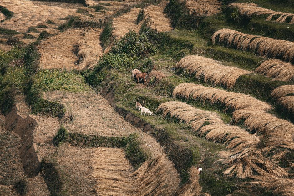 Terraced fields on a cold hillside above Pfutsero, Nagaland