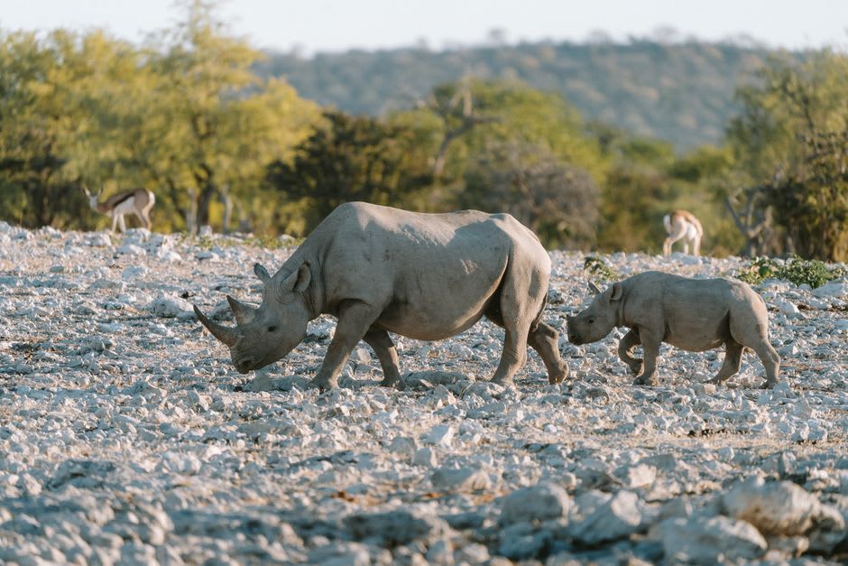 A black rhino grazing near a spring below the red cliffs of Waterberg Plateau