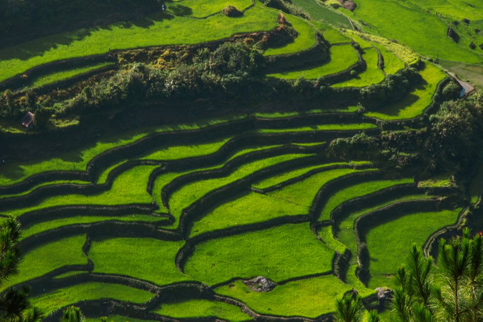 Stone staircase path connecting terraced levels of Chhomrong village with barley fields visible below