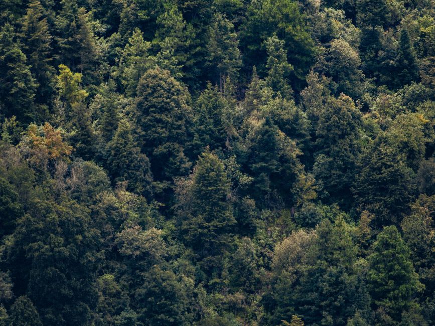 Dense canopée de chênes et de rhododendrons dans le parc national de Shivapuri, sur le sentier vers Chisapani