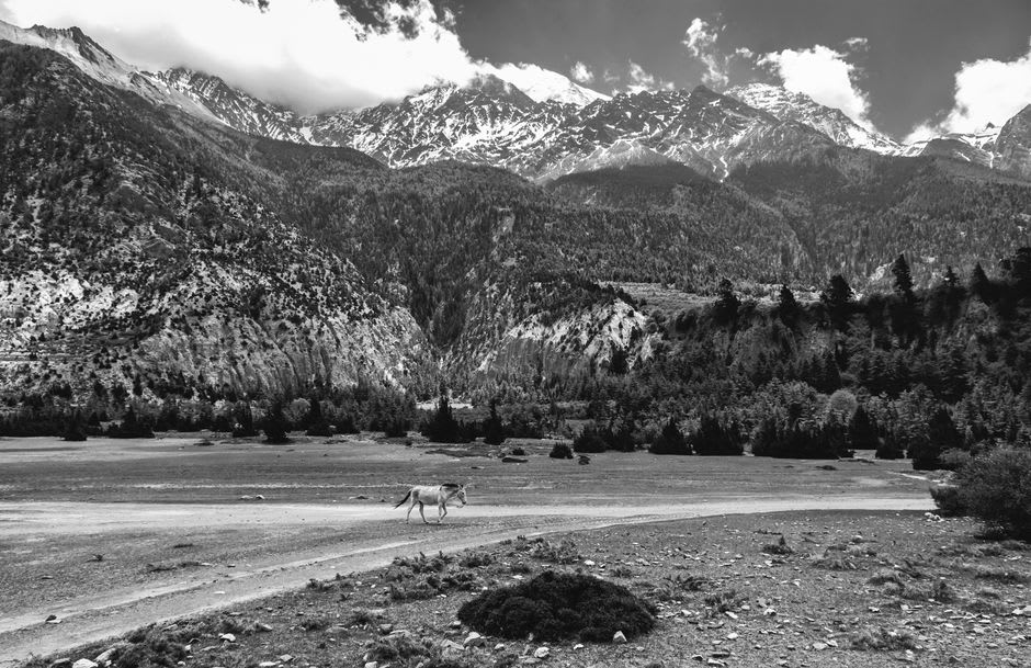 A herd of blue sheep grazing on a steep slope above the Dhorpatan valley