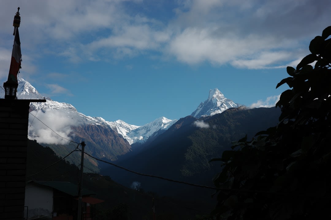 Annapurna Sur y Machapuchare enmarcados por ramas de pino al amanecer, vistos desde una terraza sobre Ghandruk