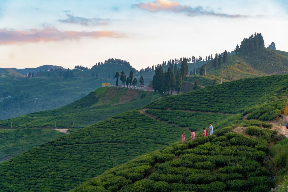 Tea pickers moving through misty rows of tea bushes in Kanyam, Ilam, at early morning