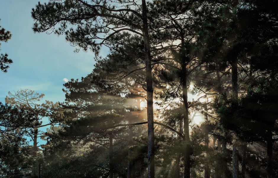 Filas de pinos a lo largo del sendero de la cresta cerca de Kakani con la luz de la tarde atravesando el dosel