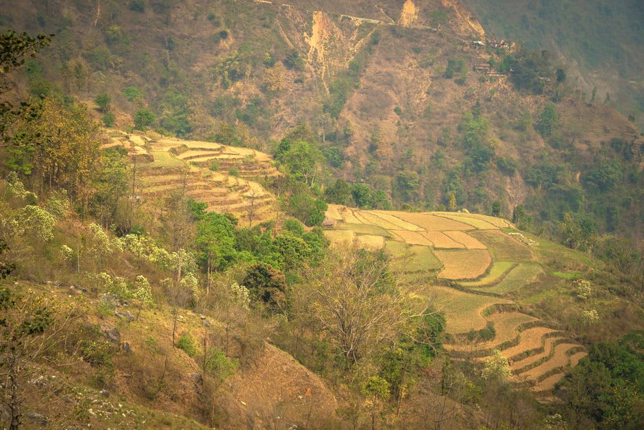 Open alpine meadow with wildflowers on the Khaptad plateau in far-western Nepal