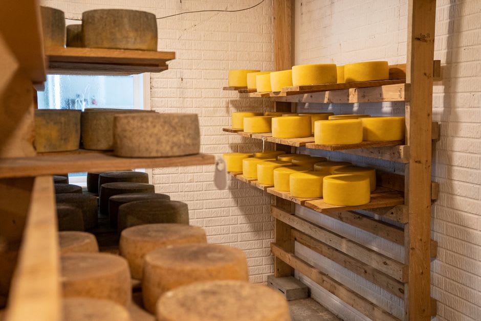 Racks of aging yak cheese inside the wooden Sing Gompa cheese factory with light filtering through gaps in the walls