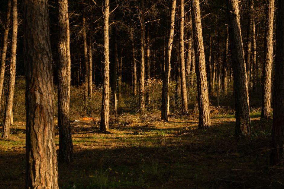 Sunlight filtering through old pine forest surrounding the Sing Gompa monastery with prayer flags visible between the trunks