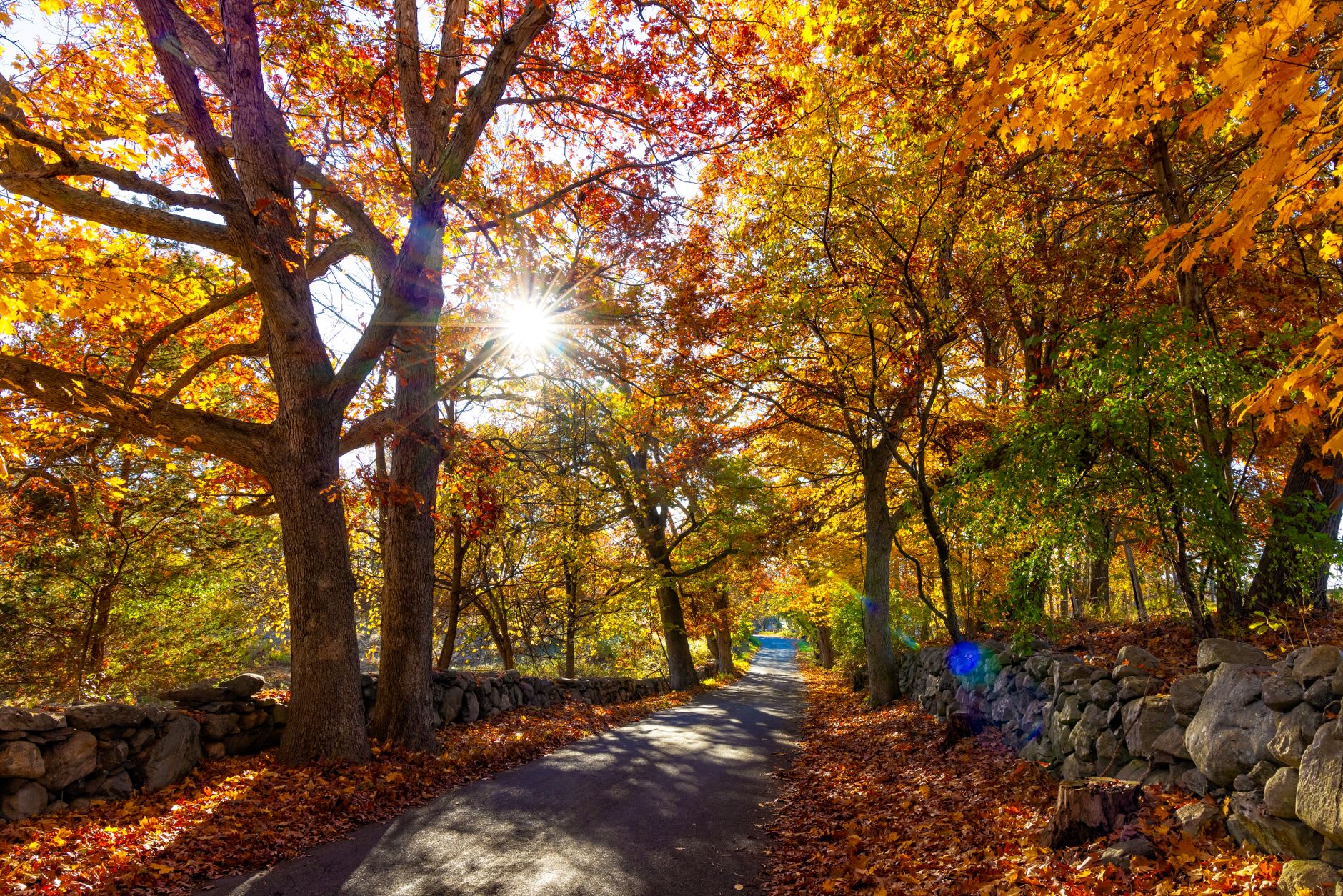 A rocky ridgeline trail on a Berkshire summit with a wide view over forested hills turning red and gold in autumn