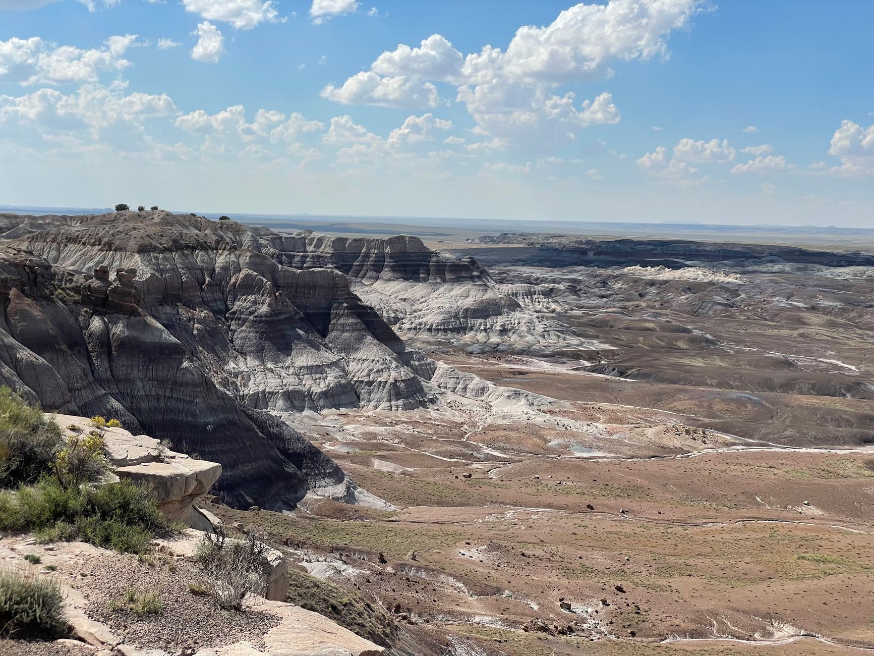 Petrified wood scattered on the cracked clay surface of the Bisti Badlands, the remnants of a Cretaceous forest