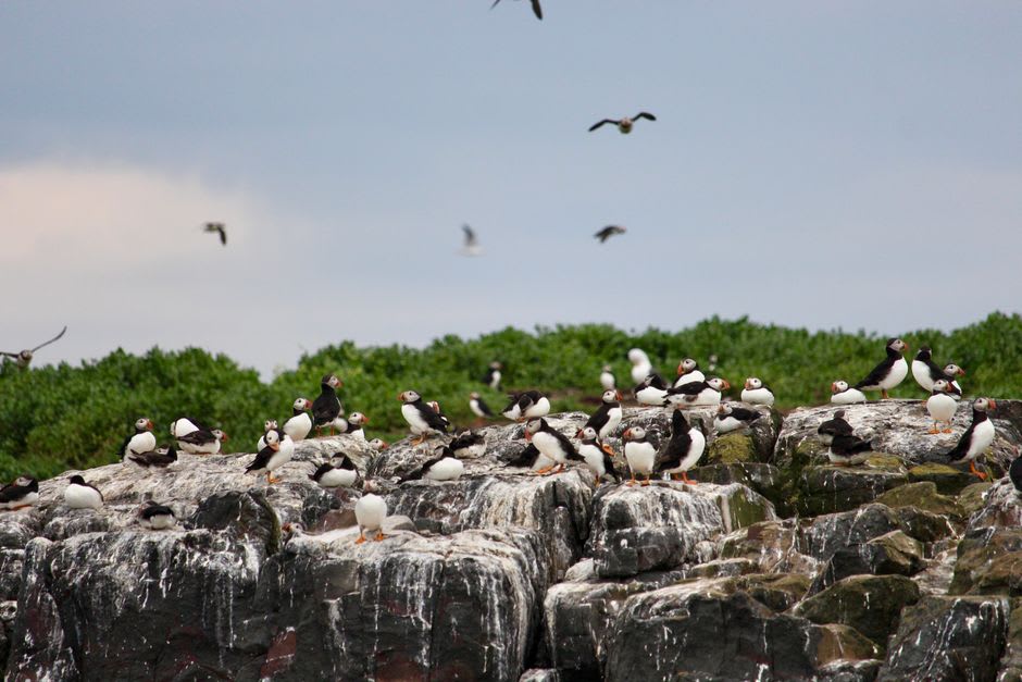 Atlantic puffins nesting on the sea stack across from Elliston's coastline
