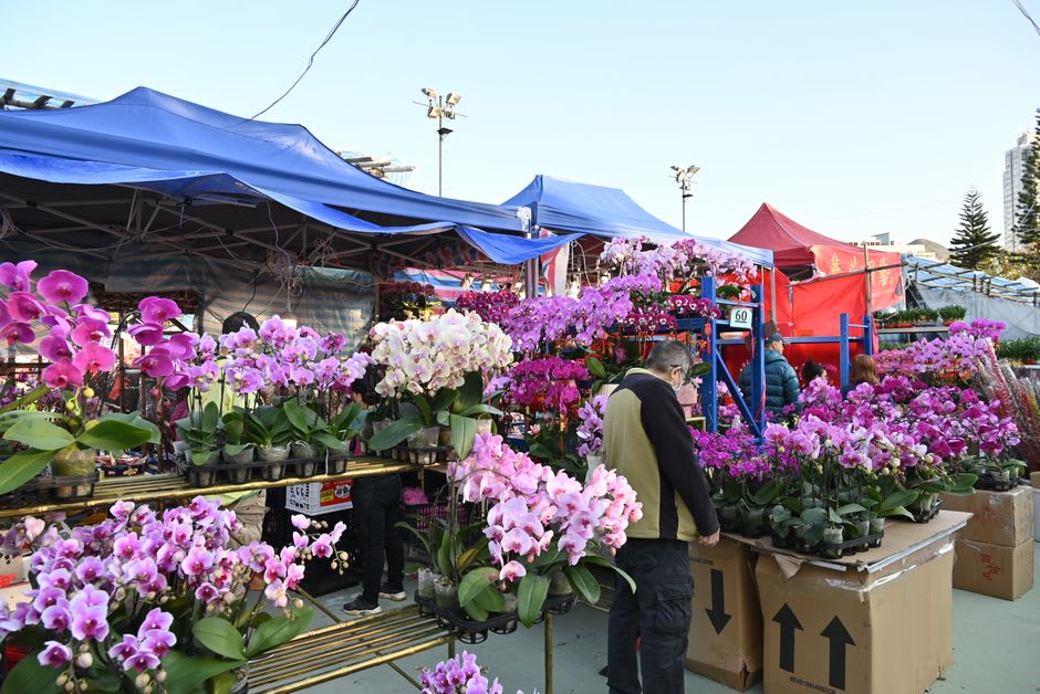 Rows of potted orchids and flowering plants for sale along Catarina's main street