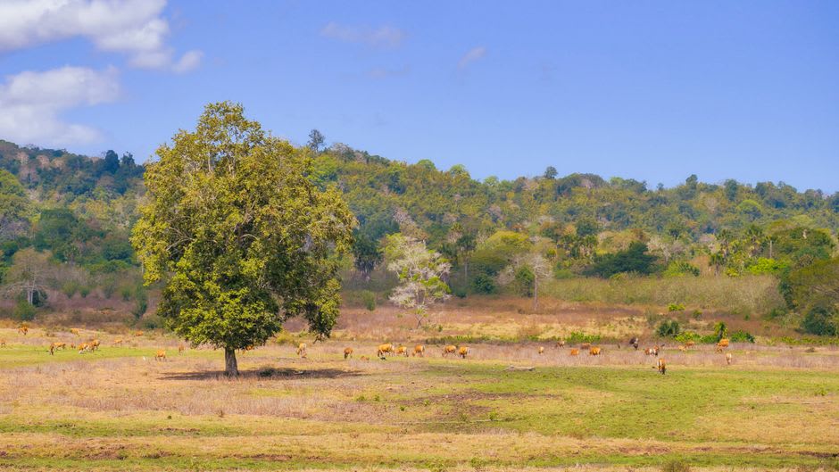 Du bétail paissant sur les collines dorées de la savane dans la campagne de Chontales