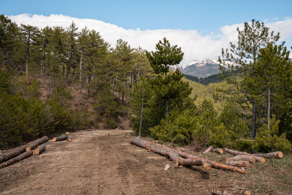 Un sendero de tierra atravesando bosque de pinos cerca de una antigua entrada de mina en las afueras de Dipilto