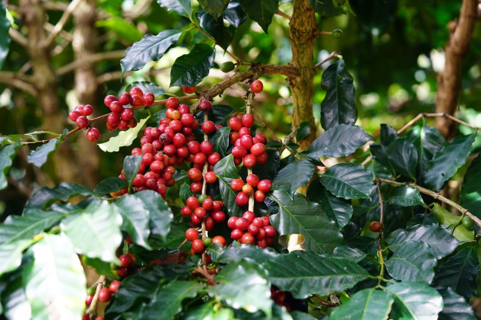 Rows of shade-grown coffee plants on a steep hillside farm