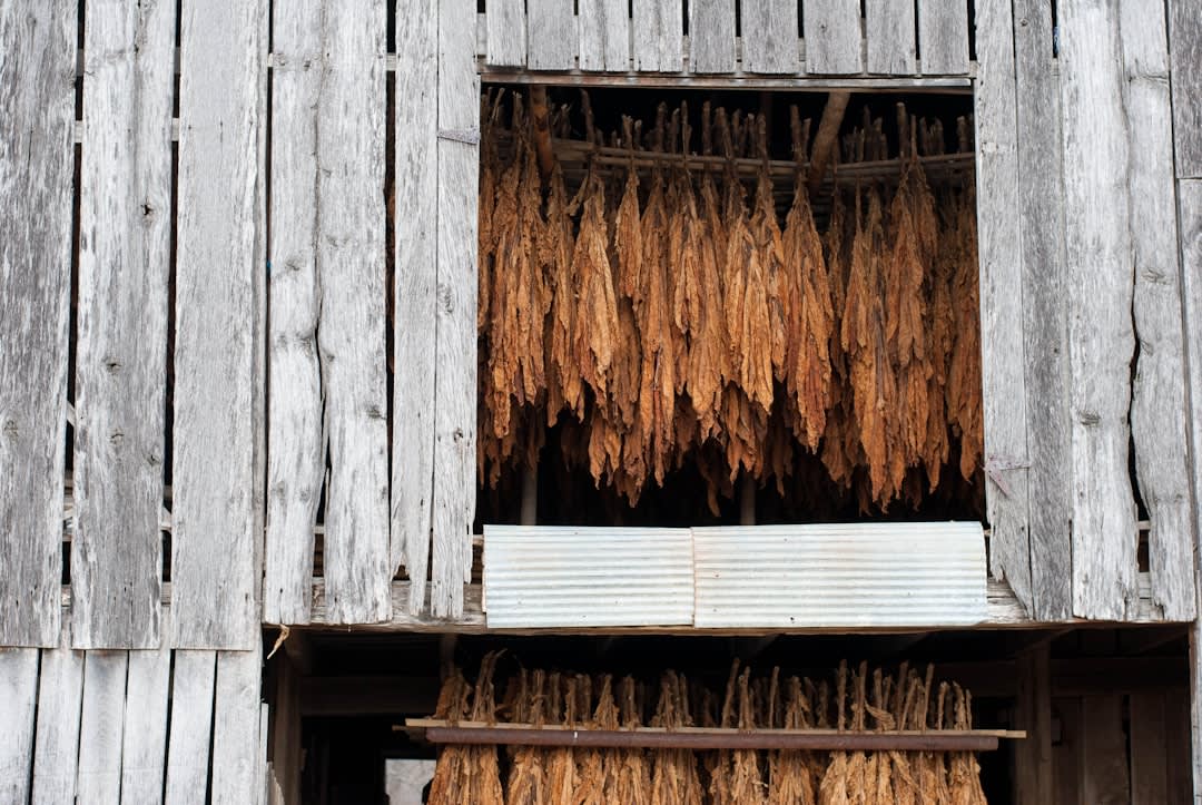 Las manos de una torcedora enrollando un puro en una mesa de trabajo de madera dentro de una fábrica de tabaco en Estelí, con hojas empaquetadas apiladas cerca