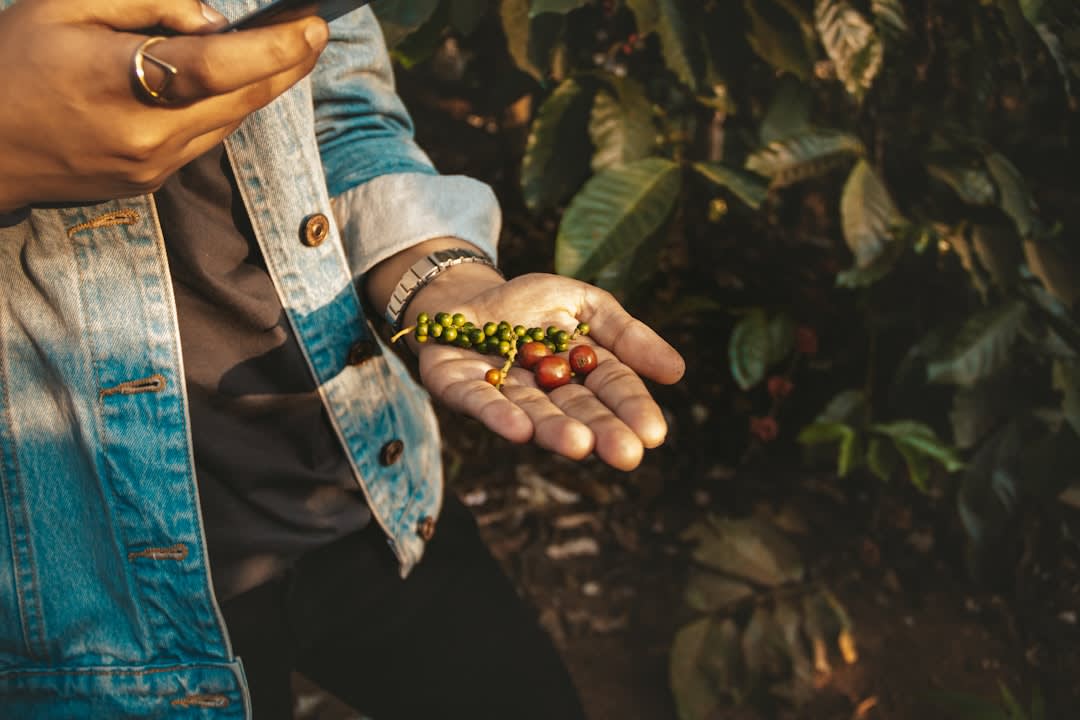 Hileras de plantas de café cargadas de cerezas rojas maduras en una ladera neblinosa a las afueras de Jinotega