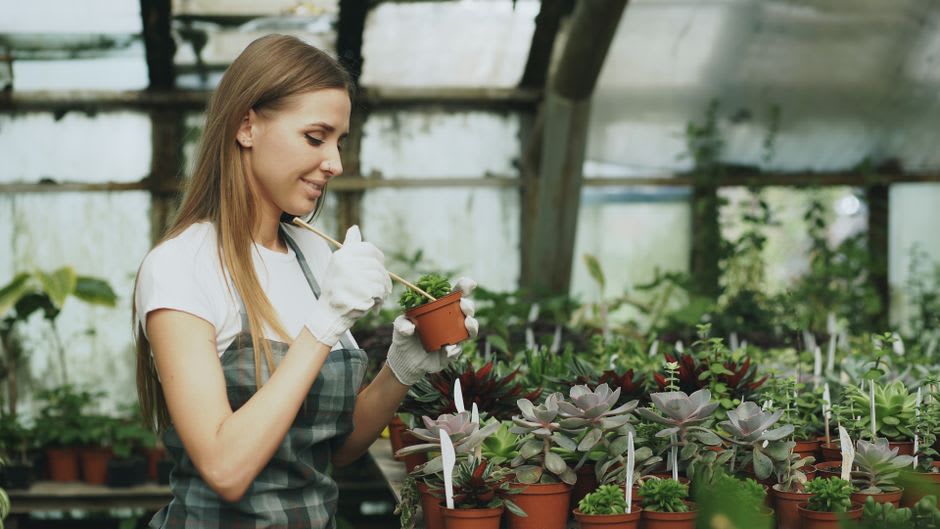 Une femme greffant des plantes dans une pépinière familiale à La Concepción