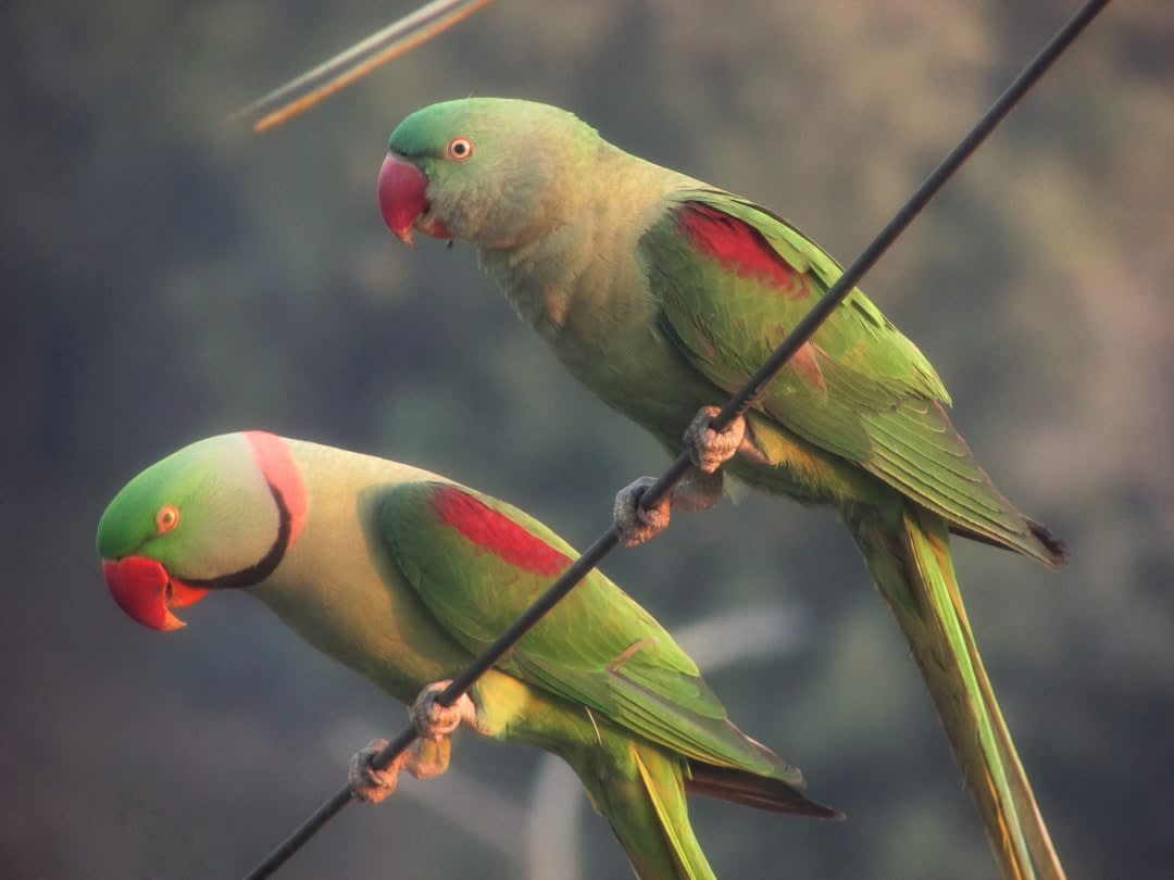 A flock of small green parakeets flying against a backdrop of sulfurous smoke rising from the volcanic crater walls