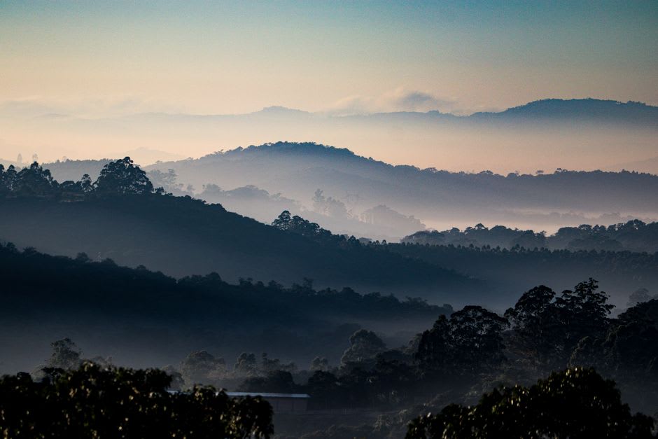Thick morning mist filling a highland valley at Miraflor, seen from a ridge with coffee plants in the foreground