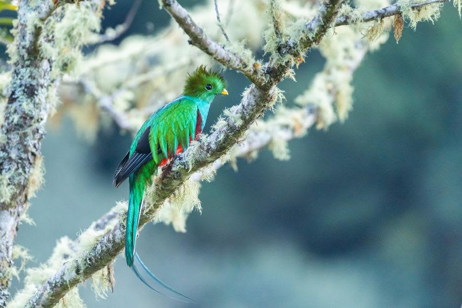 A resplendent quetzal perched on a mossy branch in the Miraflor cloud forest, its long iridescent tail feather visible