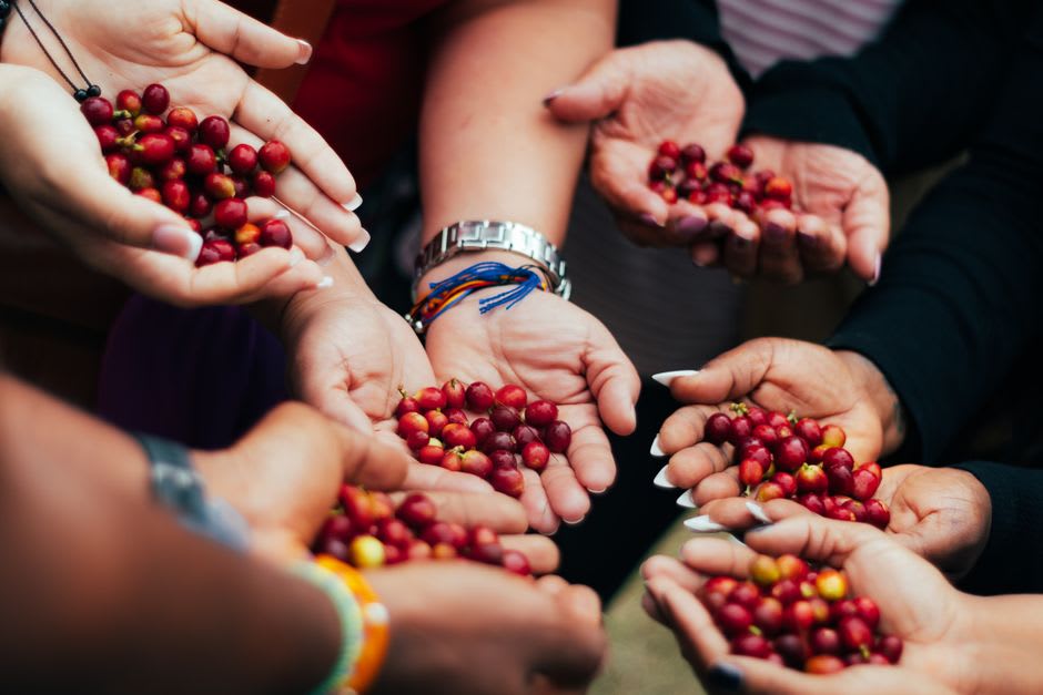 A farmworker's hands holding ripe red coffee cherries freshly picked from a shade-grown bush on Volcán Mombacho
