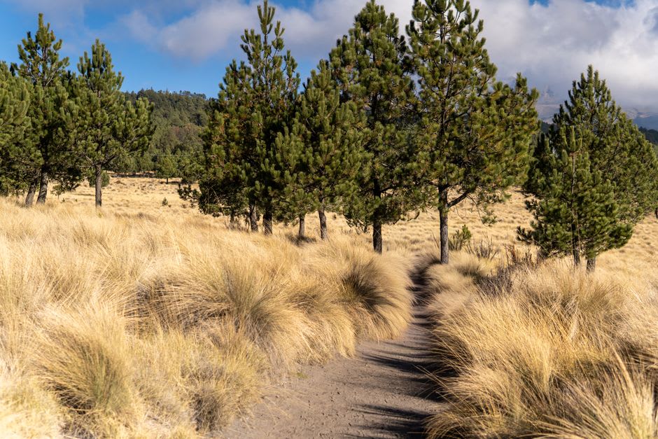 A mountain trail through pine forest near Jalapa where Sandino's forces once moved