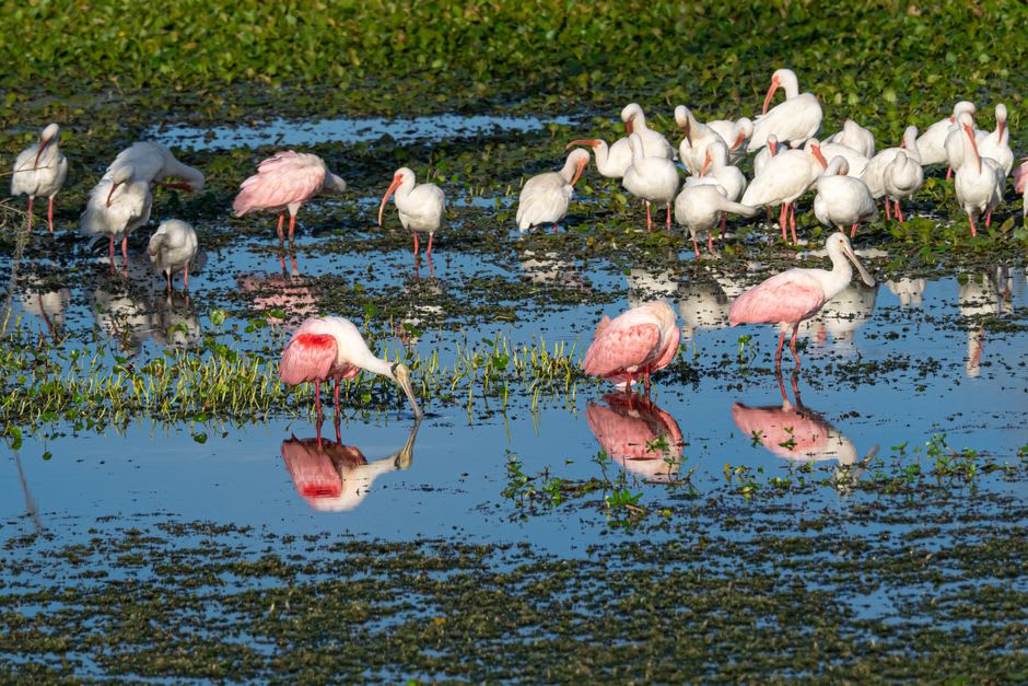 Roseate spoonbills and egrets wading in the shallow mangrove waters of the Estero Real near Puerto Morazán