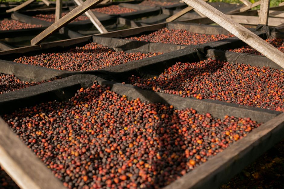 A coffee farmer raking a thin layer of drying coffee cherries spread across a sun-baked patio near Quilalí