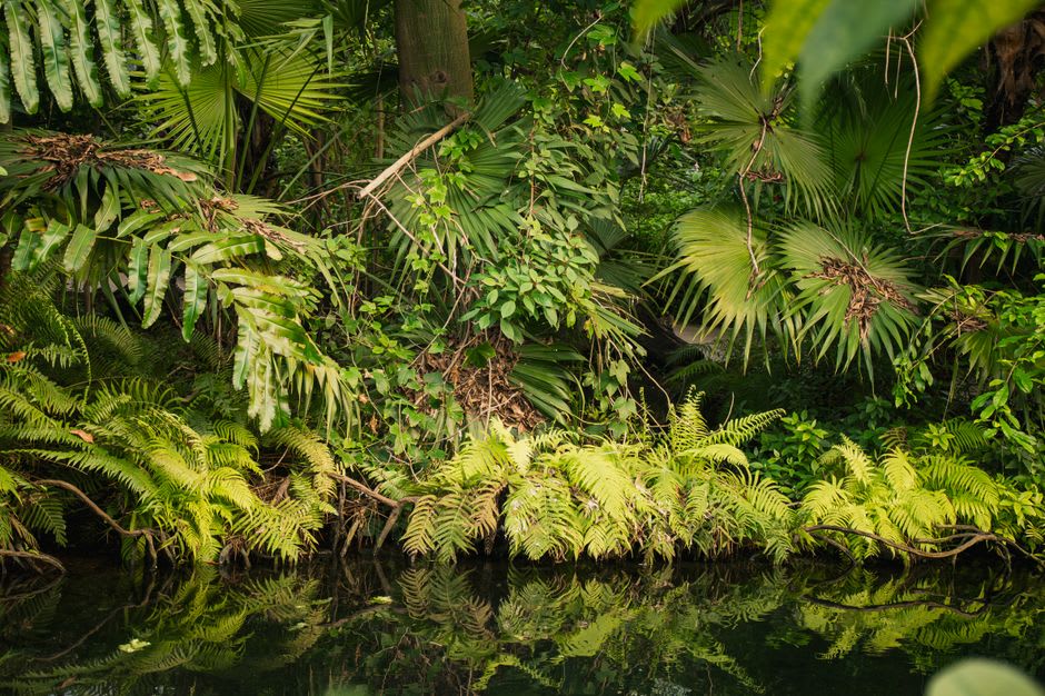 Dense rainforest canopy reflected in the still waters of the Río San Juan
