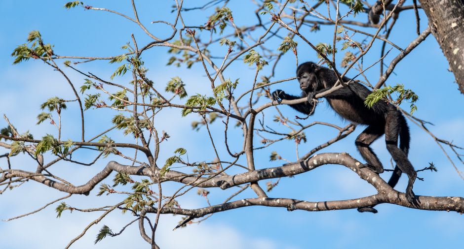 A group of howler monkeys resting in the canopy along the Río San Juan