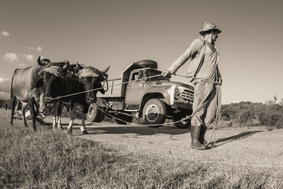 Cattle and agricultural trucks passing through the outskirts of Rivas