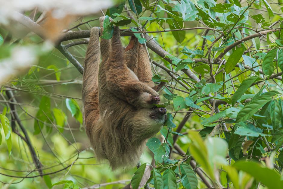 A two-toed sloth resting motionless in the branches of a tree in the cloud forest surrounding Selva Negra