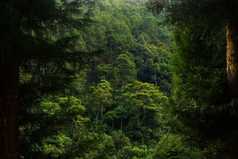 Dense rainforest canopy at the edge of the Bosawás Biosphere Reserve near Siuna, seen from a ranger lookout post