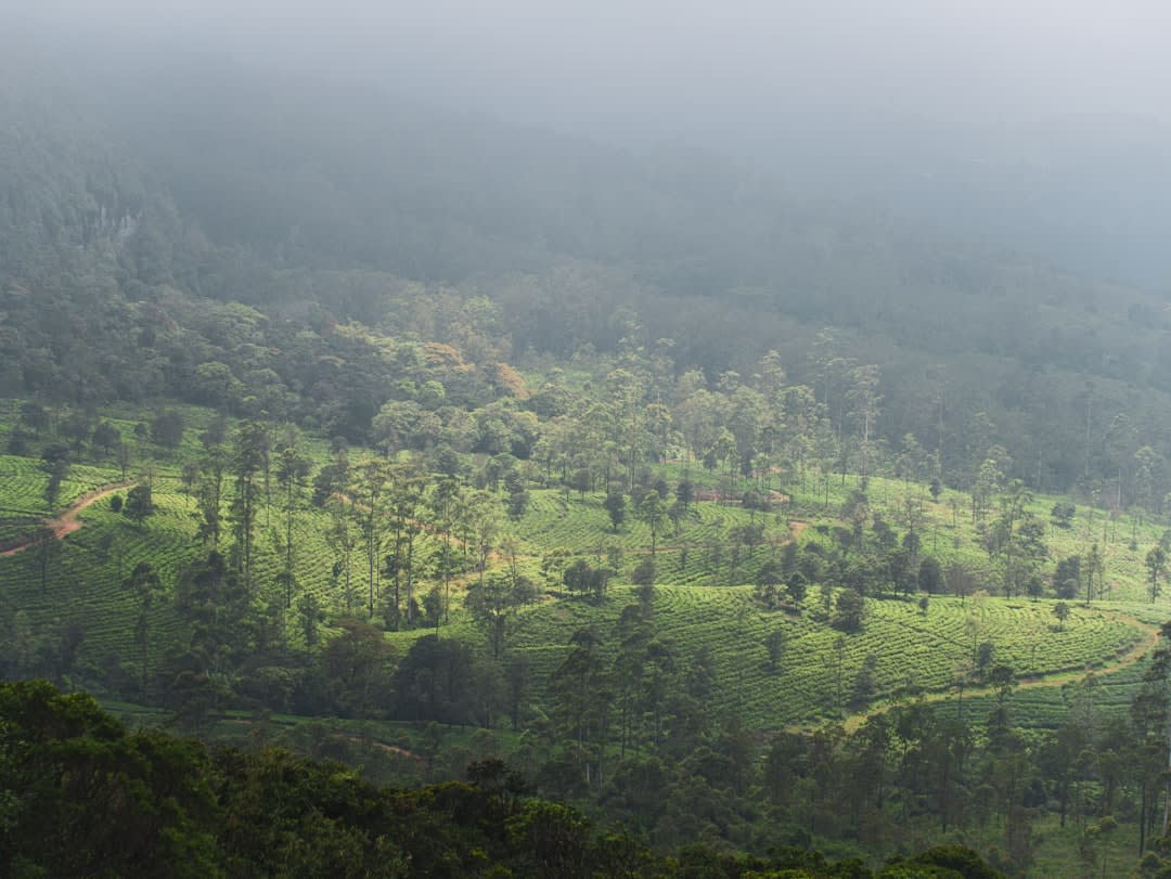 A panoramic view from the La Garnacha mirador in the Tisey-Estanzuela reserve, showing layered pine-covered ridgelines under a clouded sky