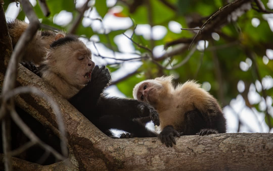 Una tropa de monos aulladores posados en el dosel alto de la selva de Maderas, uno de ellos aullando con la boca abierta