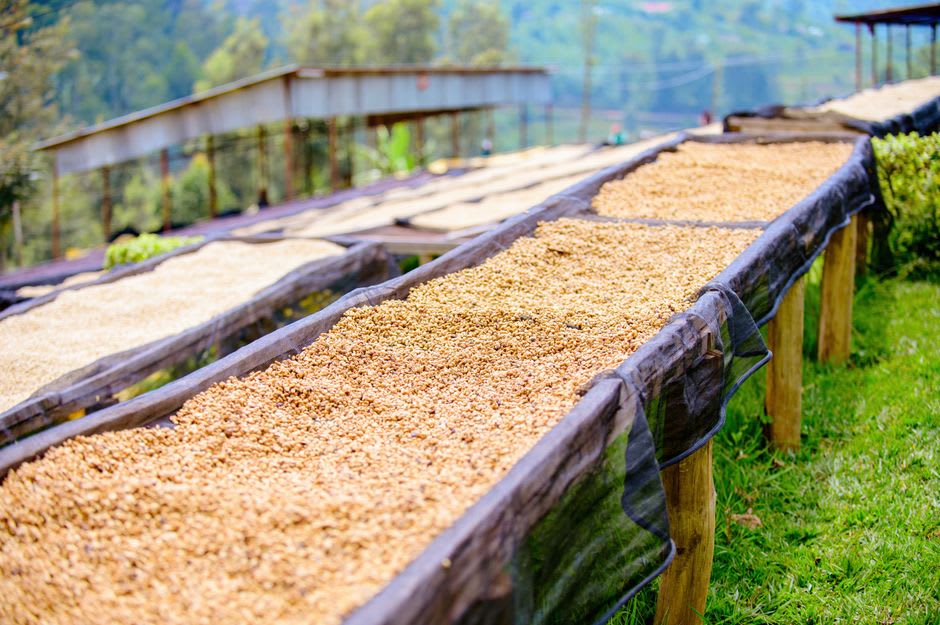 Granos de café secándose en un patio de concreto en una plantación cultivada a la sombra en las laderas bajas de Mombacho, con la cima nubosa del volcán detrás