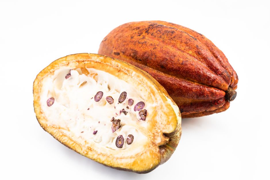 Vainas de cacao recién cosechadas abiertas para revelar los granos cubiertos de pulpa blanca en su interior, sostenidas por un agricultor cerca de Wiwilí
