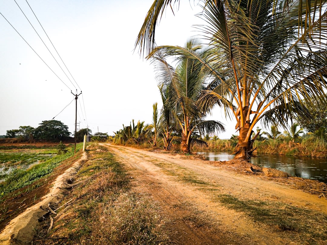 Farmland and irrigation canals covering the buried site of ancient Naucratis