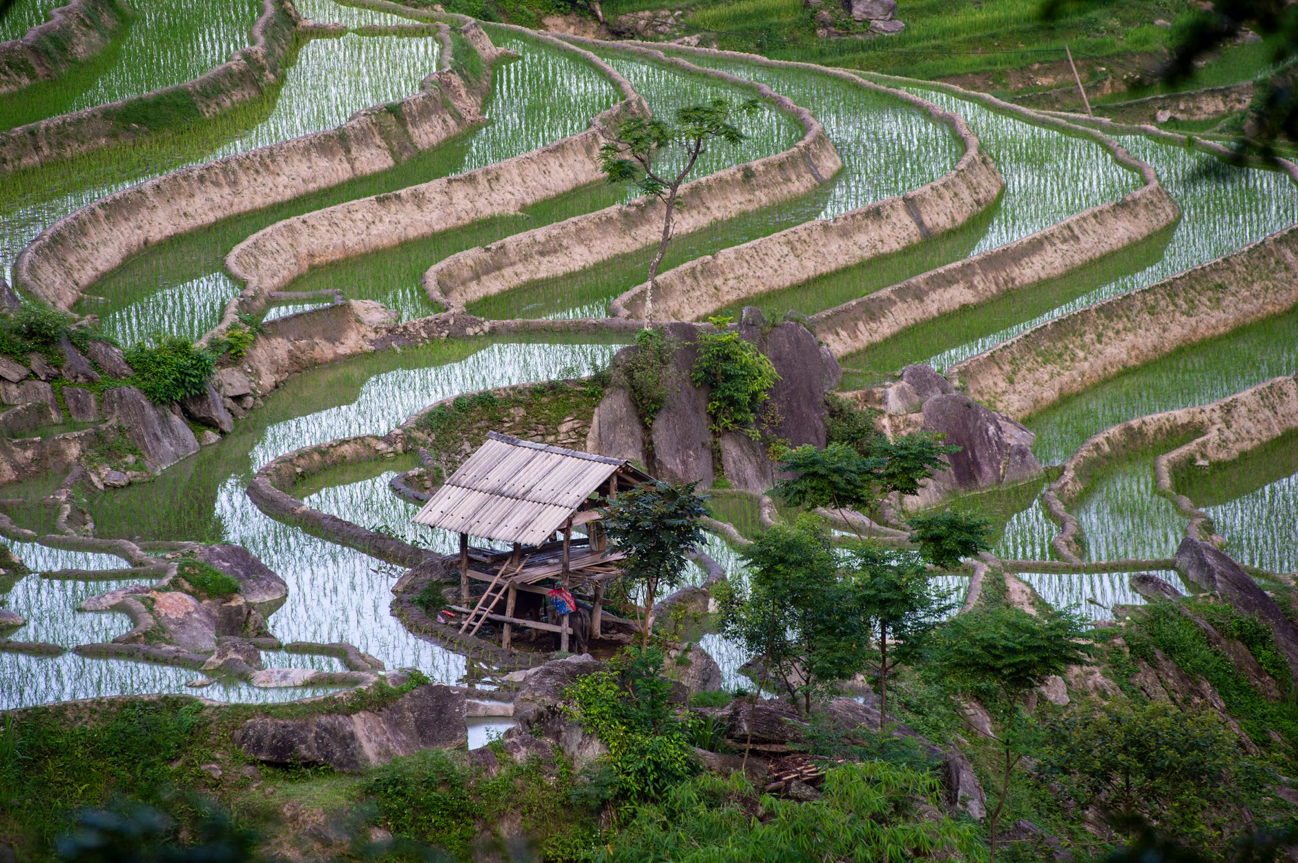 Les terrasses de La Pán Tẩn à Hoàng Su Phì à la récolte, champs dorés et verts en cascade sur la colline, brouillard matinal dans la vallée en dessous