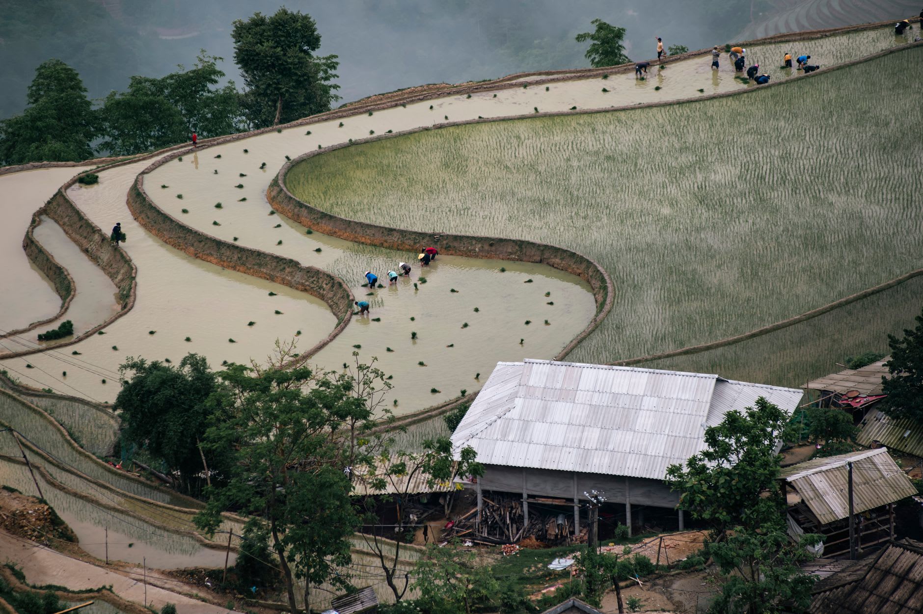 Des femmes Dao récoltant du riz à la main à Hoàng Su Phì, faucilles coupant les tiges dorées, corbeilles pleines disposées sur le bord de la terrasse, montagnes en arrière-plan