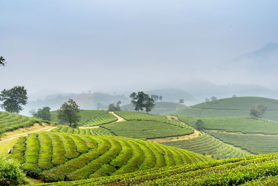 Terraced tea plantations climbing the misty slopes of Mau Son
