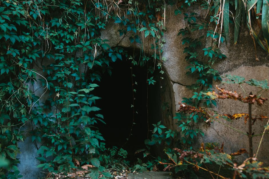The narrow rocky entrance to Cutta Cutta Caves surrounded by dry-season monsoon vine forest vegetation